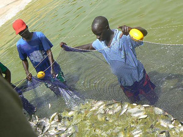 L’énergie solaire appliquée à la pisciculture - NRJSOLAIRE
